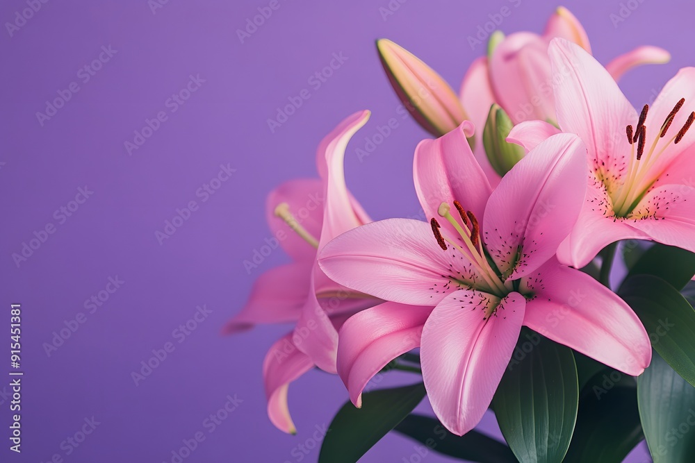 Fototapeta premium Pink Lily Flowers on Purple Background