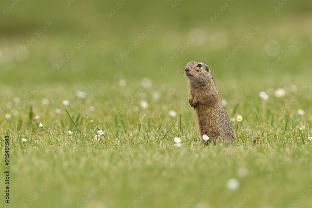 Foto Ziesel in Blumenwiese