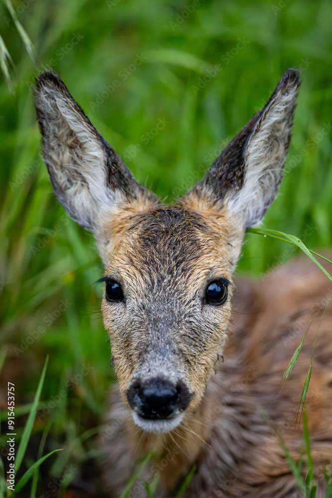 Fototapeta premium Nasses Rehkitz nach Unwetter