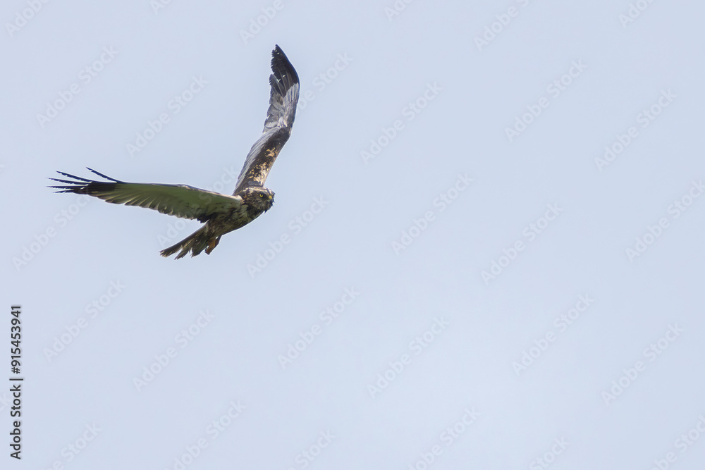 Obraz premium Rohrweihe auf der Jagd