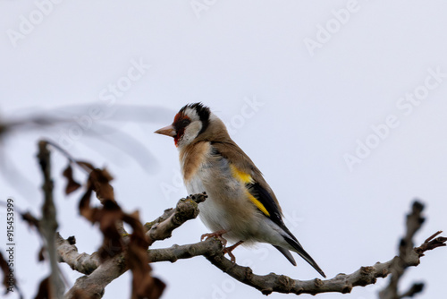 European Goldfinch (Carduelis carduelis) in Turvey Nature Reserve, Dublin, Ireland photo