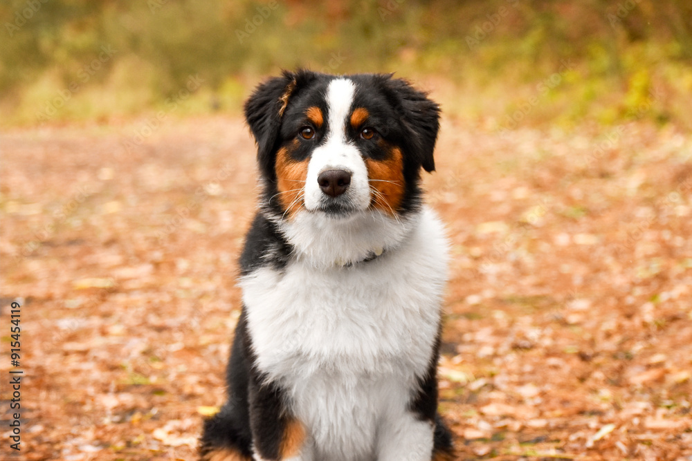 Tricolor Australian Shepherd puppy sits in the autumn forest on yellow leaves. Golden autumn fall background. Tricolor Australian Shepherd puppy sits in the autumn forest on yellow leaves. Golden autumn fall background.
