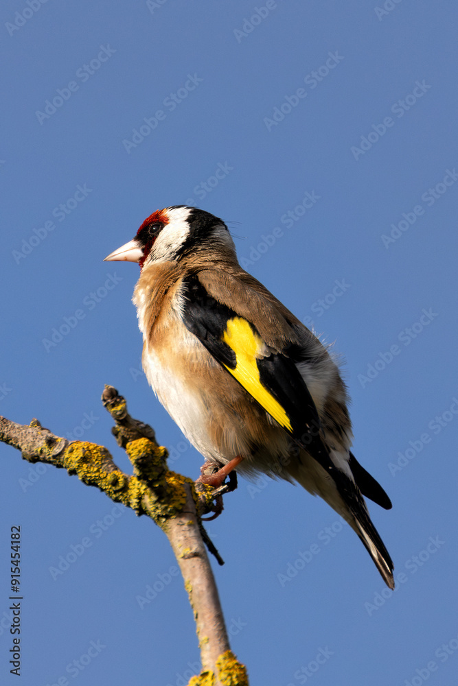 Fototapeta premium European Goldfinch (Carduelis carduelis) in Turvey Nature Reserve, Dublin, Ireland