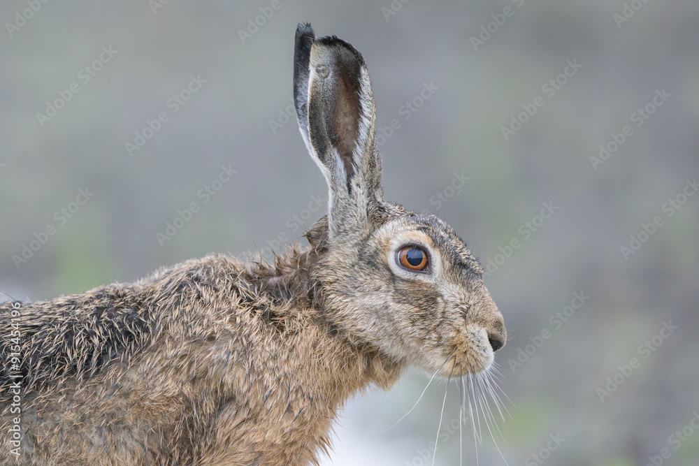 Fototapeta premium Feldhase