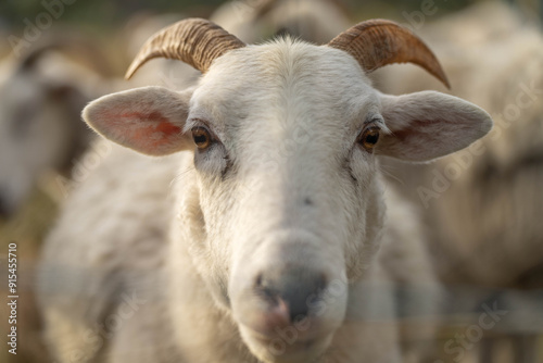 Sheep and Lambs in Australian Fields drinking milk and eating grass photo