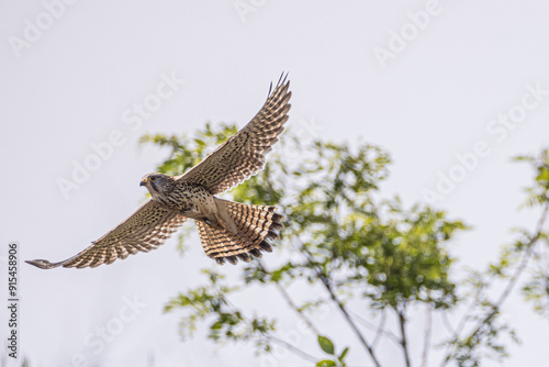 Turmfalke auf der Jagd  photo