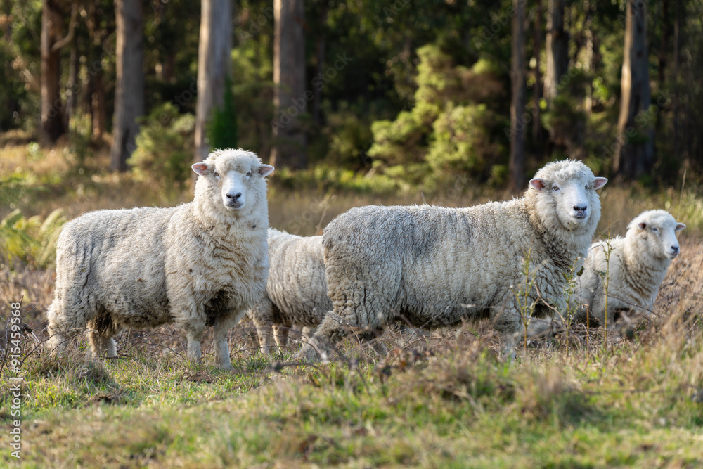Dry land shorn Merino sheep on a farm in a drought Summer in Australia Dry land shorn Merino sheep on a farm in a drought Summer in Australia