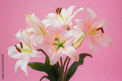 Beautiful Pink Lilies on a Pink Background