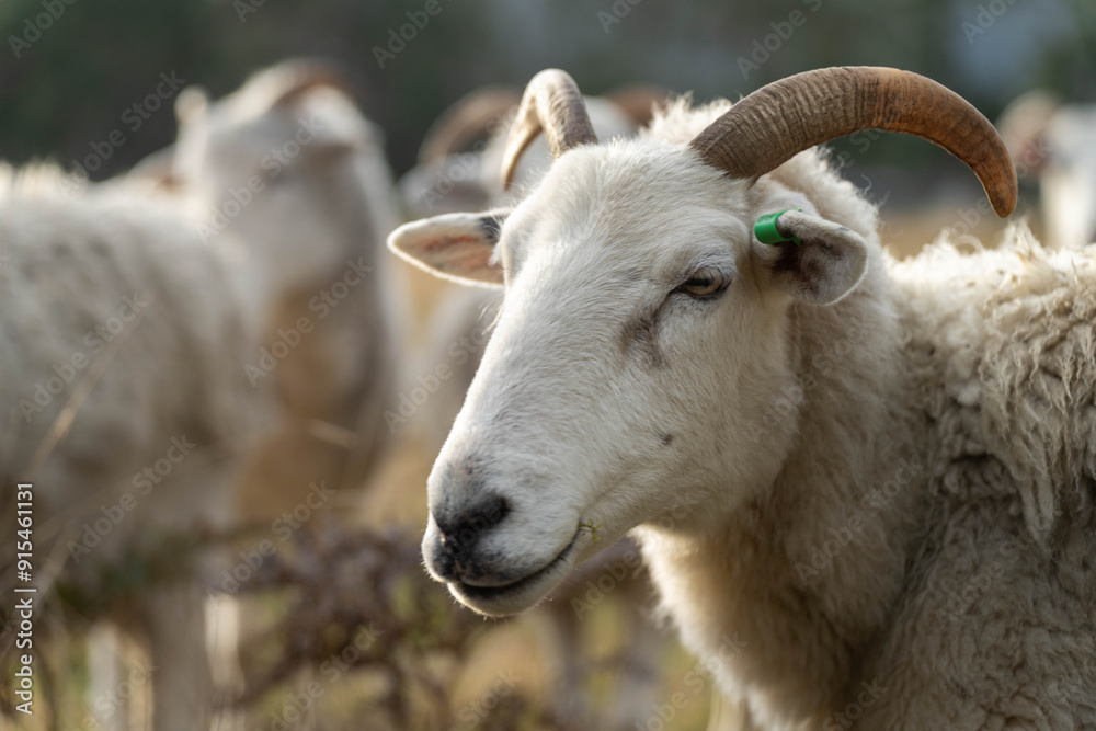 Merino sheep with lambs, grazing and eating grass in New zealand and Australia Merino sheep with lambs, grazing and eating grass in New zealand and Australia
