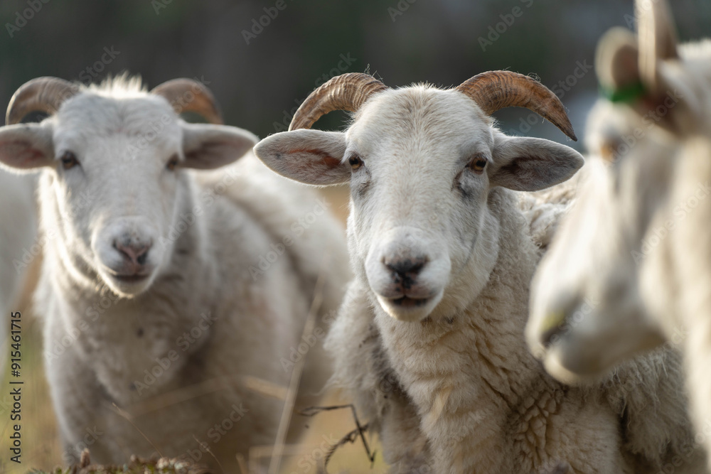 Dry land shorn Merino sheep on a farm in a drought Summer in Australia Dry land shorn Merino sheep on a farm in a drought Summer in Australia
