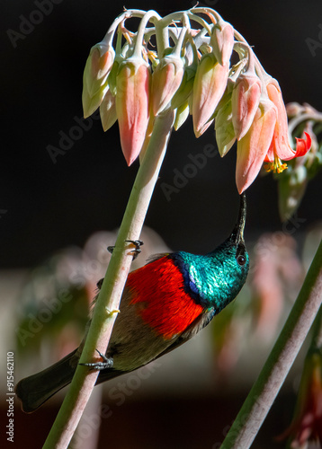 Greater double-collared Sunbird (Cinnyris afer) prepares to sip nectar from a cotyledon (Cotyledon orbiculata oblonga), private garden, Uniondale. photo