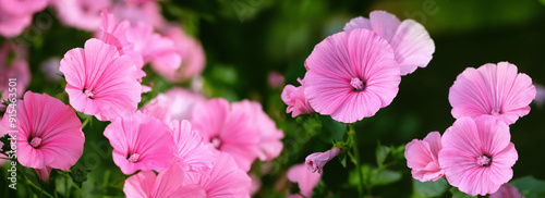 summer floral background. beautiful pink garden flowers of Lavatera trimestris grow in garden. Flower lavatera, genus of shrubs of the malvaceous family (Malva, annual pink 