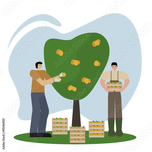 Men of different nationalities harvest peaches in wooden boxes. Flat style vector illustration on white background. Perfect for deal for autumn-themed posters and collections.