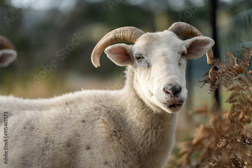 Dry land shorn Merino sheep on a farm in a drought Summer in Australia photo