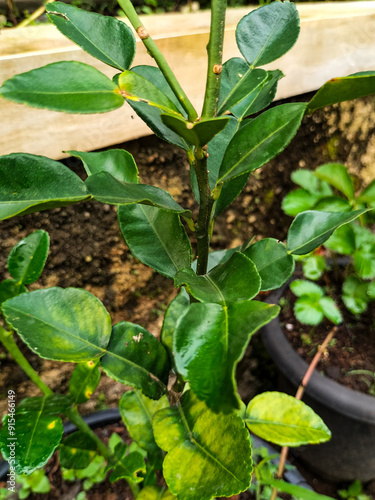 Selective focus. Green kaffir lime or lime leaves on a tree with nature background. 