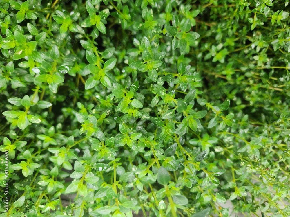 Thyme Thyme