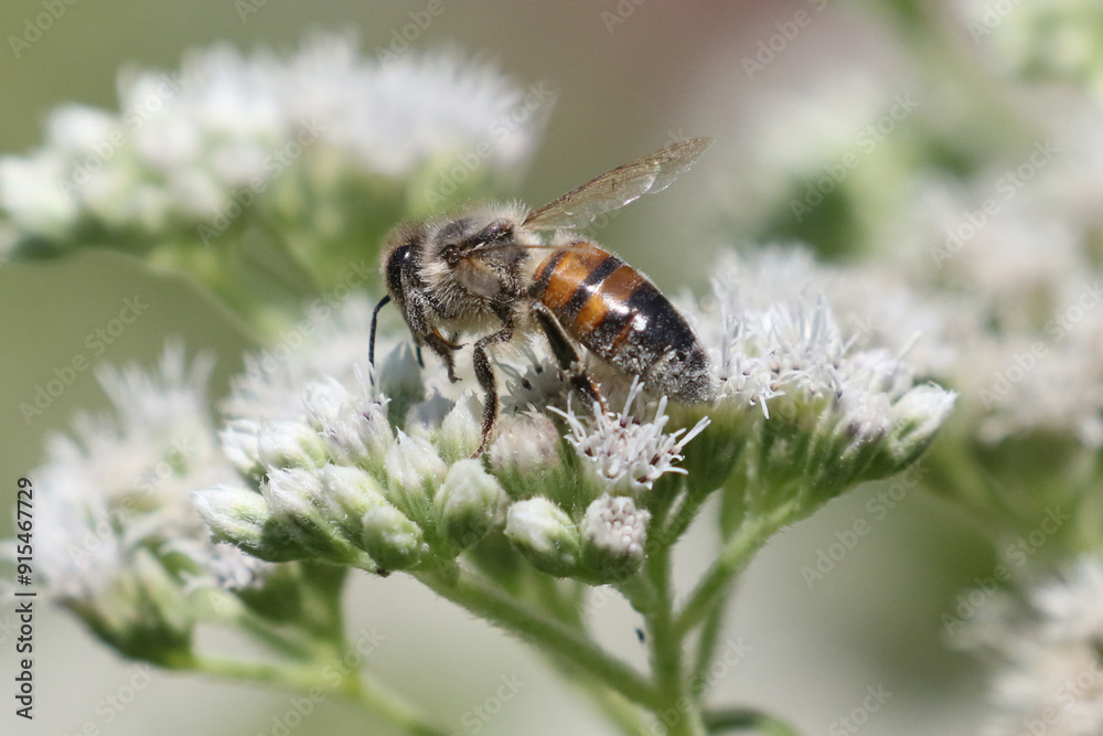 Honeybee on wildlflower Honeybee on wildlflower