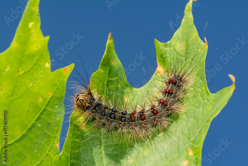 Foto Spongy Moth Caterpillar - Lymantria dispar