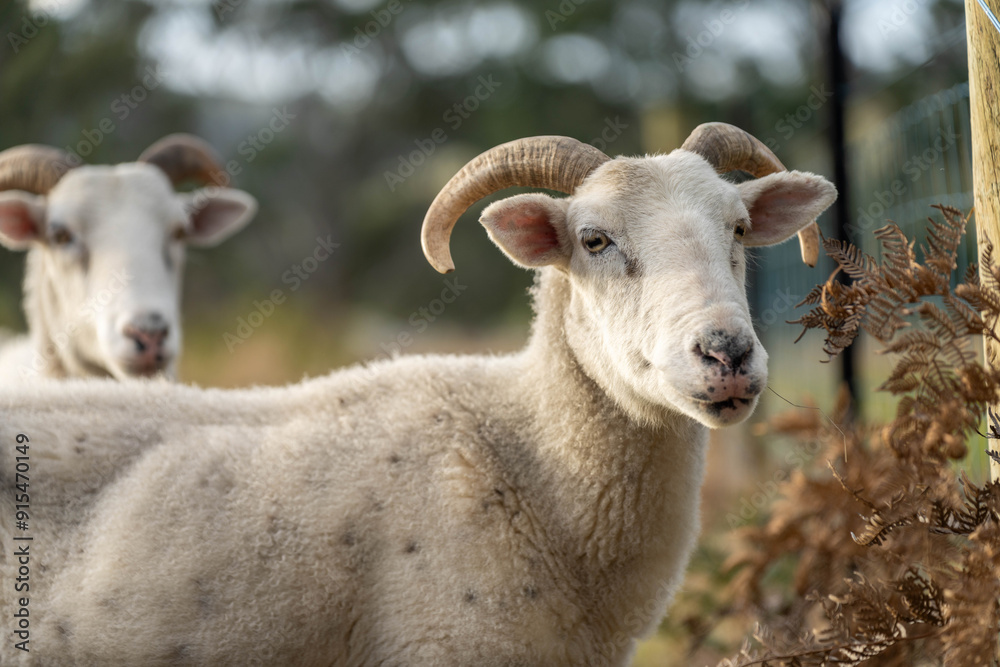 Merino sheep, grazing and eating grass in New zealand and Australia with baby lambs Merino sheep, grazing and eating grass in New zealand and Australia with baby lambs