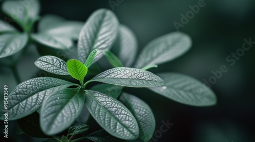 Close-Up View of Green Leaves Against Dark Background in Natural Light
