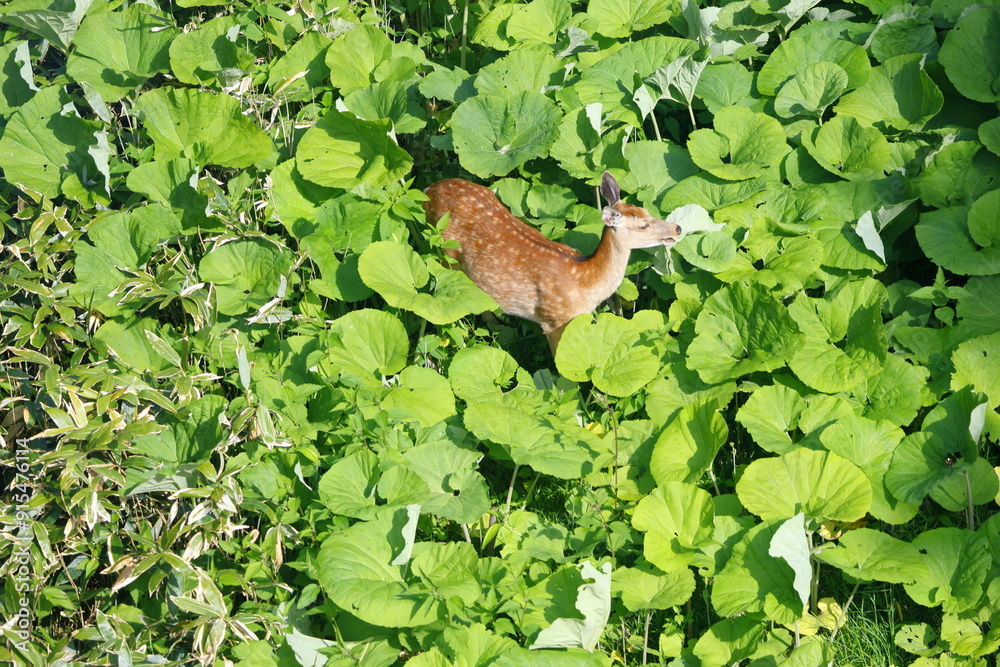 Obraz premium 蝦夷鹿