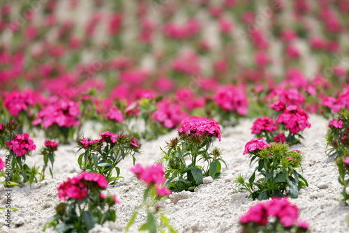 Wallpaper Mural 花畑 Torontodigital.ca