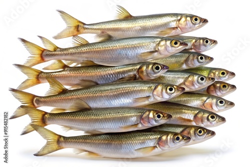 A studio-lit, isolated shot of a small school of European smelt fish, their slender bodies and delicate fins a mesmerizing display of aquatic elegance on white. photo