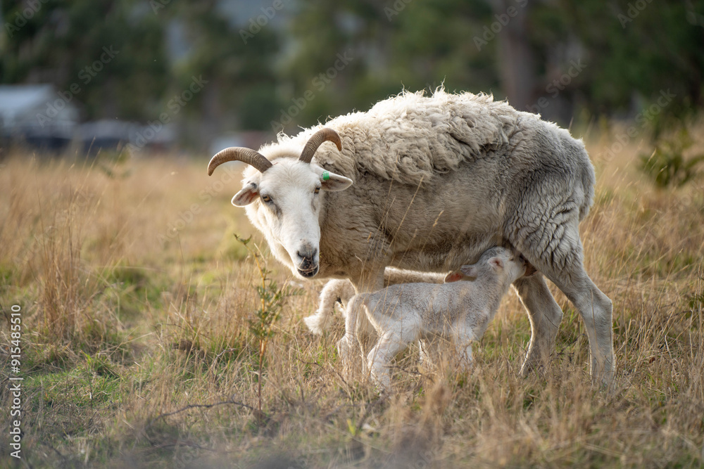 Sheep and Lambs in Australian Fields drinking milk and eating grass Sheep and Lambs in Australian Fields drinking milk and eating grass