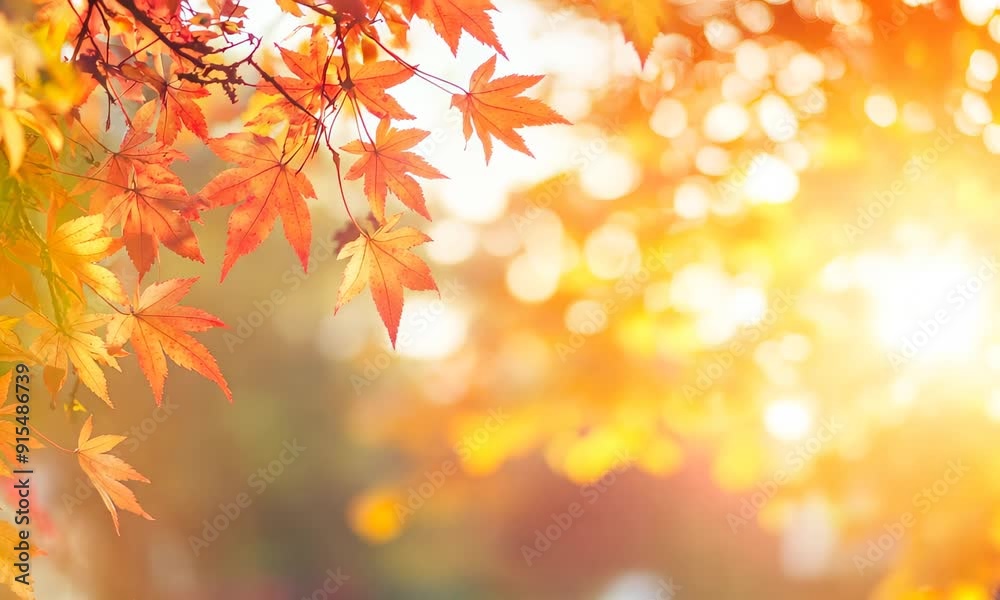Autumn leaves in warm sunlight, showcasing vibrant fall colors Autumn leaves in warm sunlight, showcasing vibrant fall colors