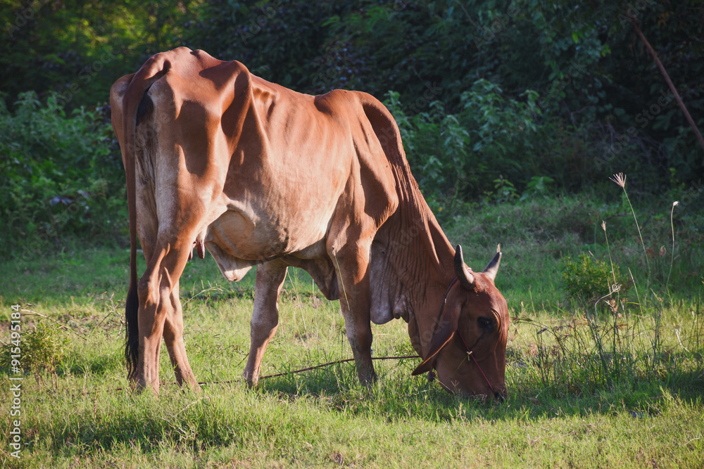 Naklejka premium Red cows are eating grass