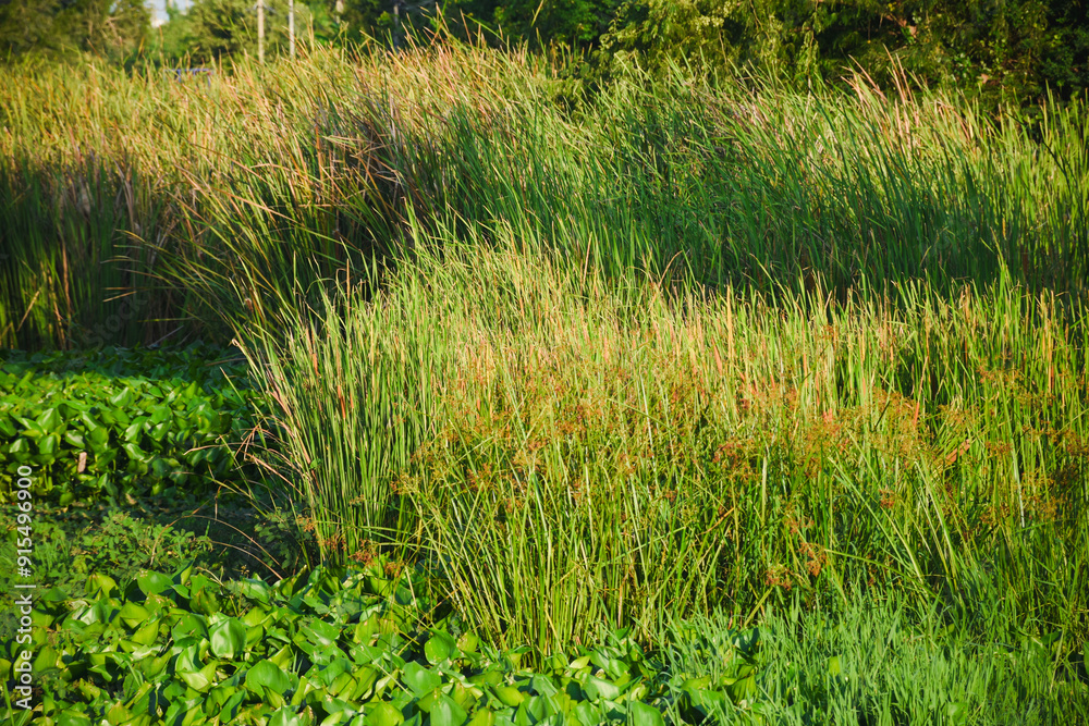 water hyacinth plant in the river water hyacinth plant in the river
