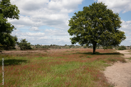 Hoge Veluwe photo