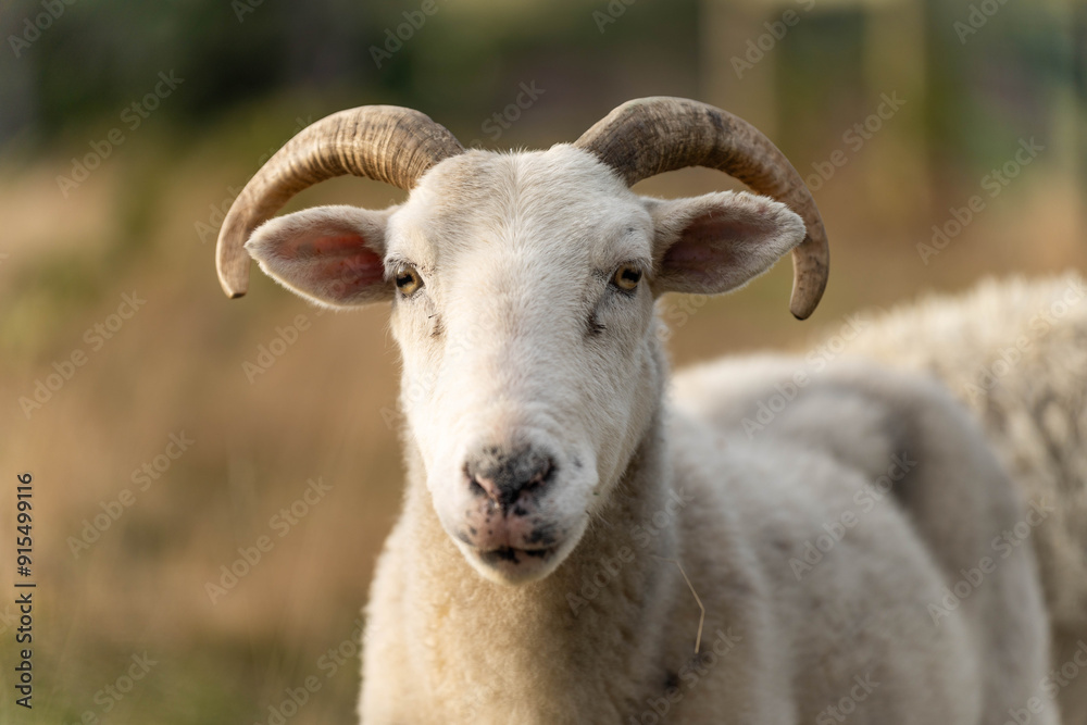 Sheep and Lambs in Australian Fields drinking milk and eating grass Sheep and Lambs in Australian Fields drinking milk and eating grass
