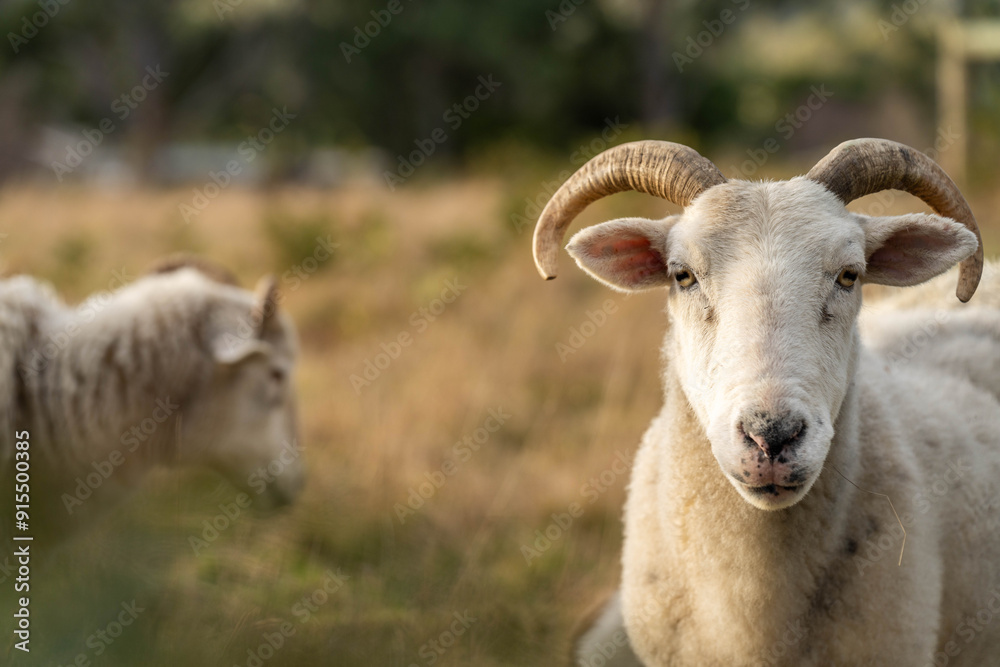 Sheep in a field. Merino sheep, grazing and eating grass in New zealand and Australia with lambs drinking milk Sheep in a field. Merino sheep, grazing and eating grass in New zealand and Australia with lambs drinking milk