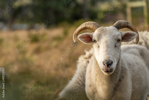 lamb drinking milk from a sheep in a field in golden light in spring time in england