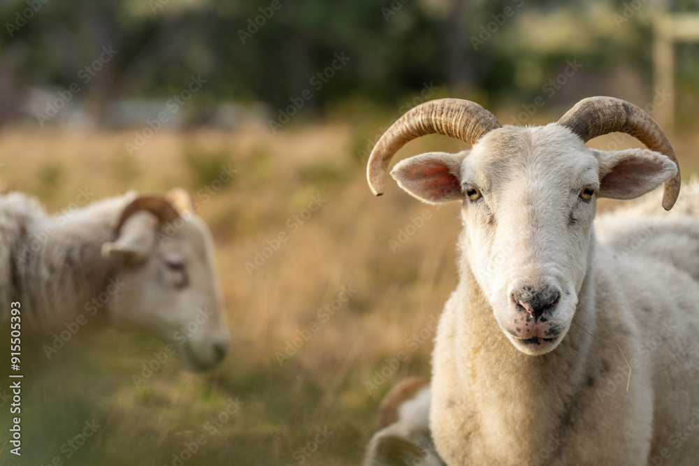 Merino sheep with lambs, grazing and eating grass in New zealand and Australia Merino sheep with lambs, grazing and eating grass in New zealand and Australia
