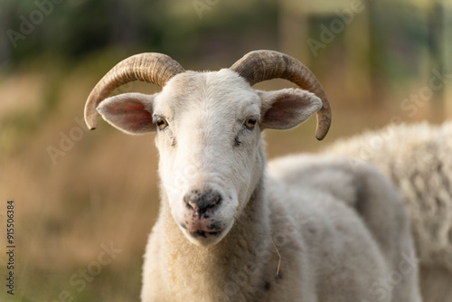 lamb drinking milk from a sheep in a field in golden light in spring time in england