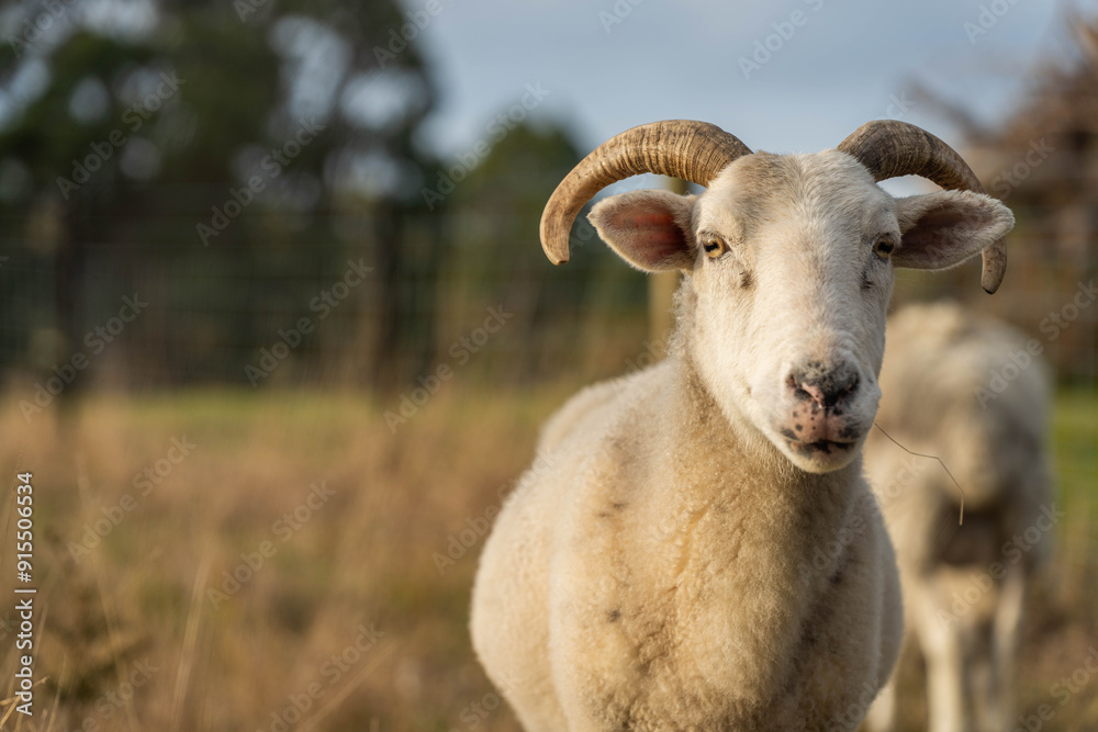Fototapeta premium Sheep and Lambs in Australian Fields drinking milk and eating grass