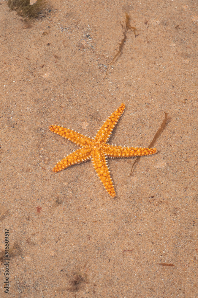 A starfish resting on the sandy beach, beautifully capturing the essence of marine life and the serene connection between sea and shore. A starfish resting on the sandy beach, beautifully capturing the essence of marine life and the serene connection between sea and shore.