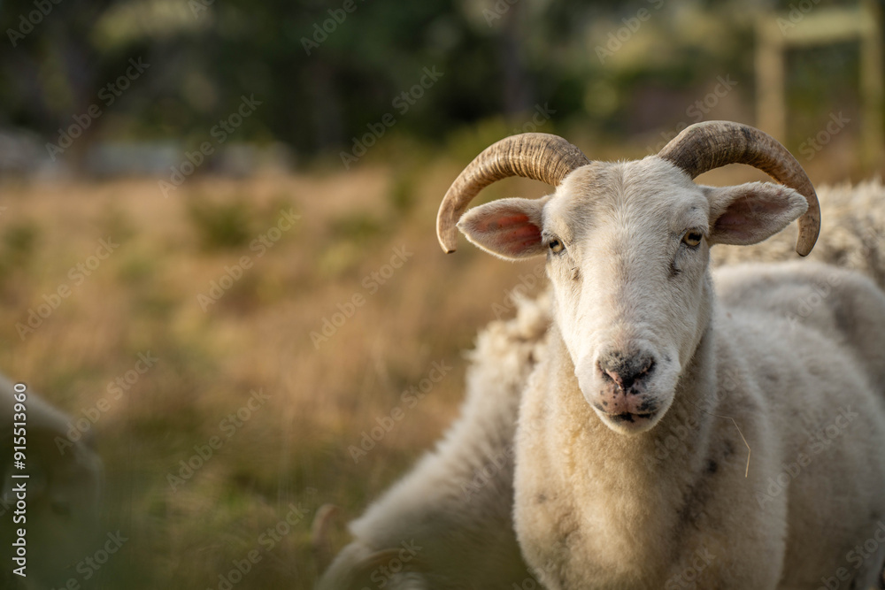 Sheep in a field. Merino sheep, grazing and eating grass in New zealand and Australia with lambs drinking milk Sheep in a field. Merino sheep, grazing and eating grass in New zealand and Australia with lambs drinking milk