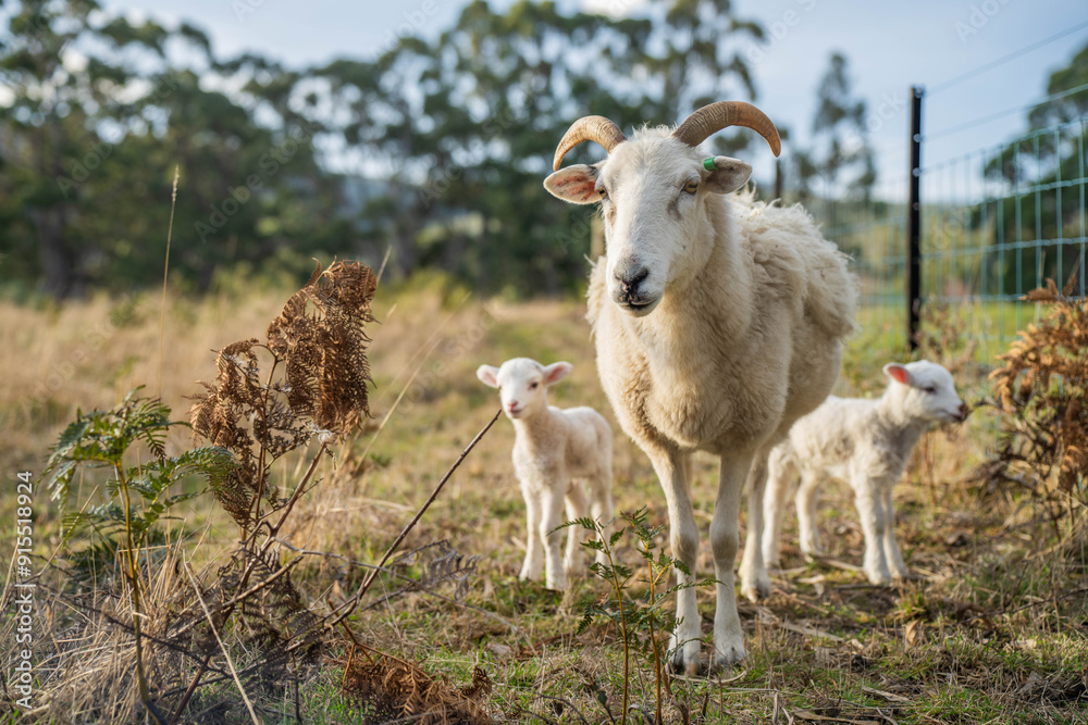 Merino sheep, grazing and eating grass in New zealand and Australia with baby lambs Merino sheep, grazing and eating grass in New zealand and Australia with baby lambs