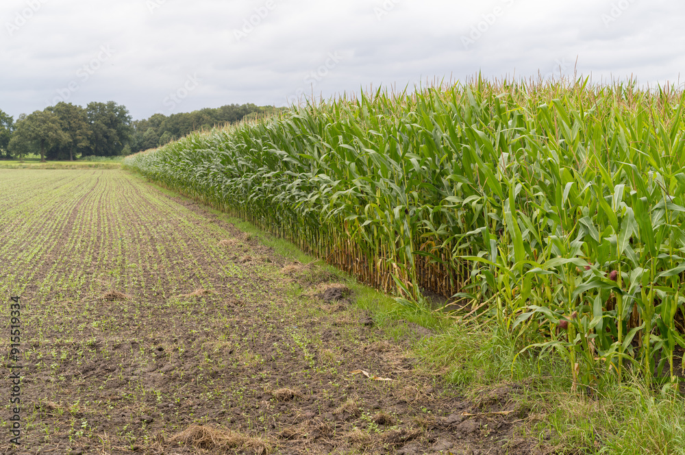 Naklejka premium large maize field just before the harvestv