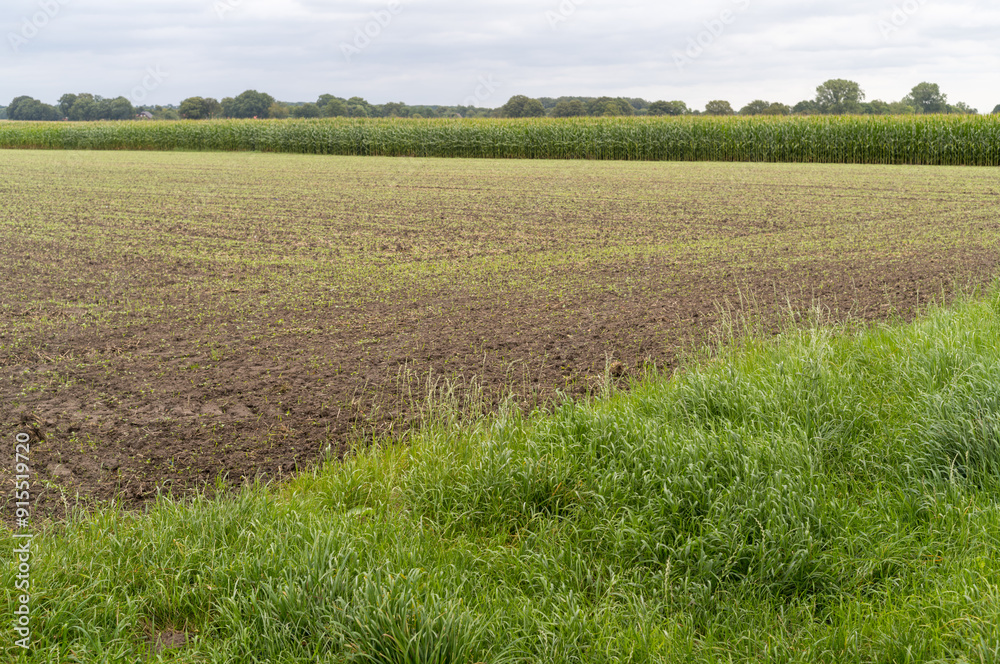 harvested field with forest in the background
