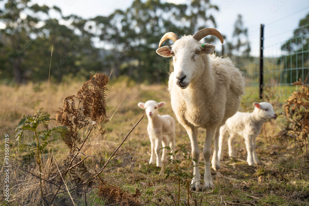 Merino sheep with lambs, grazing and eating grass in New zealand and Australia Merino sheep with lambs, grazing and eating grass in New zealand and Australia