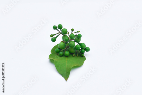 Solanum torvum isolated on white, Turkey Berry, Pokak, Takokak photo