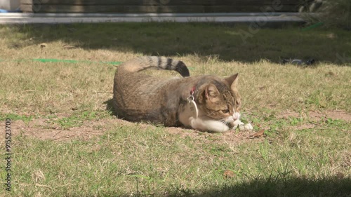Gato con collar revolcándose en la tierra en el patio