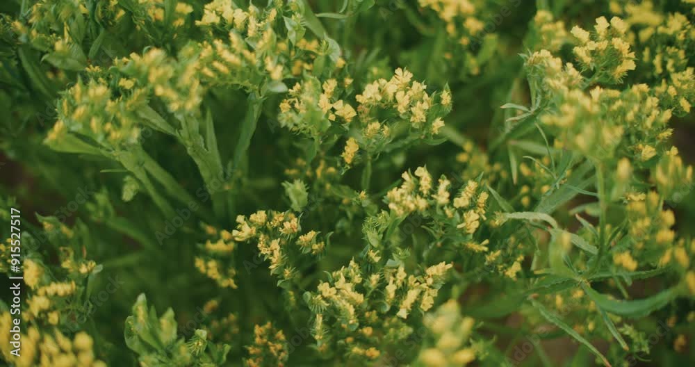 Yellow Sea Buckthorn in Full Bloom, Close-Up of Flower Buds Yellow Sea Buckthorn in Full Bloom, Close-Up of Flower Buds