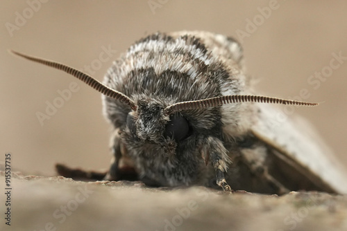 Facial closeup on a European Mediterranean pale colored Cossidae month, Parahypopta caestrum sitting on wood in Gard, France photo