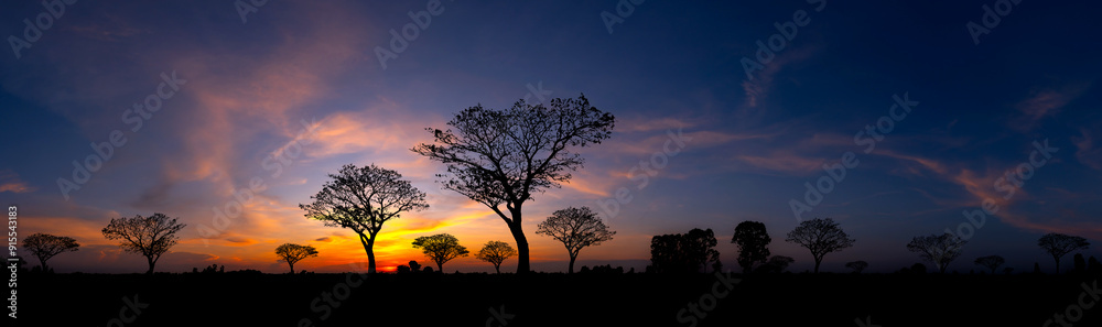 Panorama silhouette tree in africa with sunset.Tree silhouetted against a setting sun.Dark tree on open field dramatic sunrise.Typical african sunset with acacia trees in Masai Mara, Kenya Panorama silhouette tree in africa with sunset.Tree silhouetted against a setting sun.Dark tree on open field dramatic sunrise.Typical african sunset with acacia trees in Masai Mara, Kenya