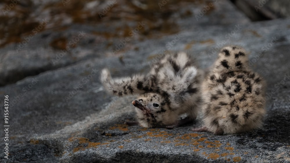Obraz premium Baby seagulls sitting on a rock